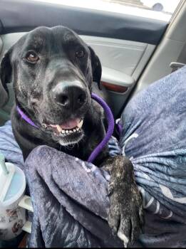 Labrador Retriever Dogs Available for Adoption in Elwood, Illinois - Perry | PetCurious