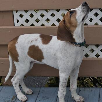 Copper - FOSTER OR ADOPTER NEEDED -  Treeing Walker Coonhound and Black And Tan Coonhound Dog for Adoption - Copper - FOSTER OR ADOPTER NEEDED | PetCurious