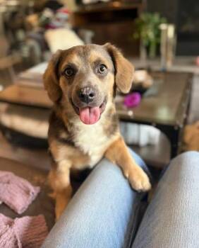 Dachshund and Beagle Dogs Available for Adoption in VERNON ROCKVL, Connecticut - Chewy | PetCurious