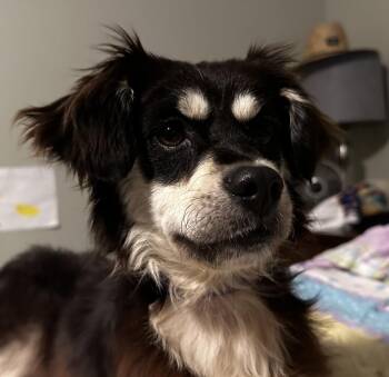 Star -  Mixed Breed Dog Available for Adoption - Star | PetCurious