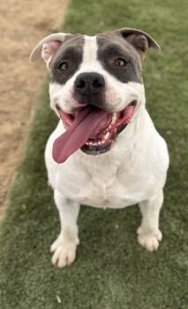 Rescue Pit Bull Terrier and Mixed Breed Dogs for Adoption in Madera, California - Kodak | PetCurious