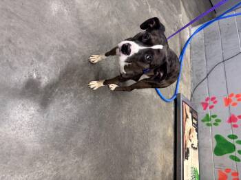 Catahoula Leopard Dog and Mixed Breed Dogs Available for Adoption in Elizabethtown, North Carolina - Barney  | PetCurious