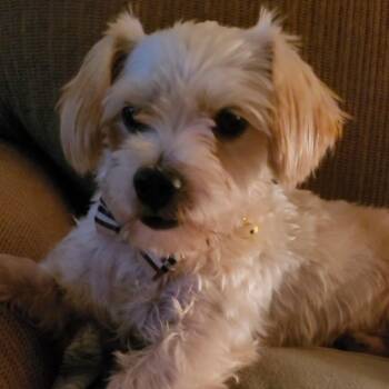 Charlie -  Maltese and Miniature Poodle Dog for Adoption in Greenville, South Carolina - Charlie | PetCurious