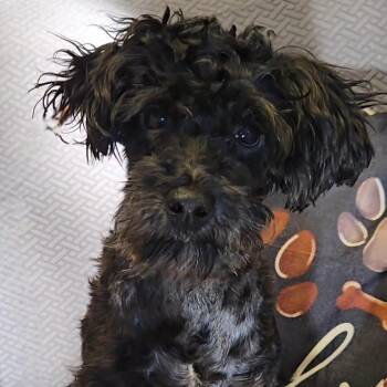 Ross -  Miniature Poodle Dog for Adoption in Normal, Illinois - Ross | PetCurious