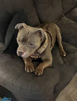 Kiko -  Mixed Breed Dog for Adoption in Fairfax, Virginia - Kiko | PetCurious