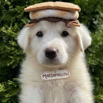 Marshmallow -  Great Pyrenees Dog for Adoption in Spring Hill, Tennessee - Marshmallow | PetCurious