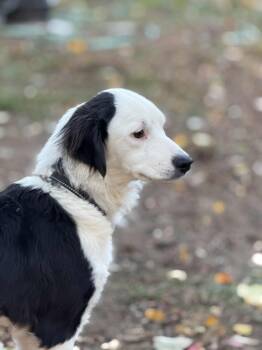 Rescue Border Collie Dogs for Adoption in Chestertown, Maryland - Sadie | PetCurious