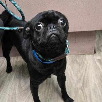 Abu -  Pug Dog for Adoption in San Jacinto, California - Abu | PetCurious