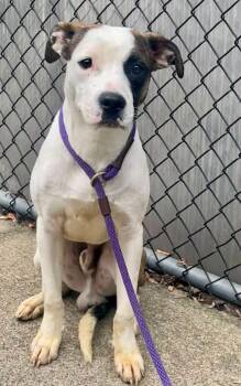 Ellington -  Pit Bull Terrier Dog for Adoption in Chicago, Illinois - Ellington | PetCurious