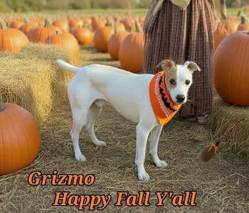 Grizmo -  Parson Russell Terrier and Jack Russell Terrier Dog for Adoption in Grove, Oklahoma - Grizmo | PetCurious