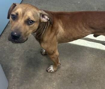 Stanley -  Pit Bull Terrier and Labrador Retriever Dog for Adoption in West Memphis, Arkansas - Stanley | PetCurious