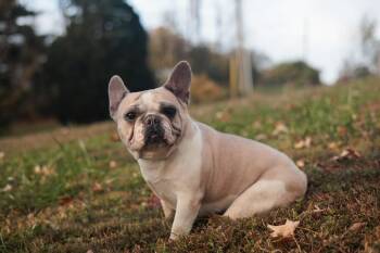 Rescue French Bulldog Dogs for Adoption in Gradyville, Kentucky - Nyra | PetCurious