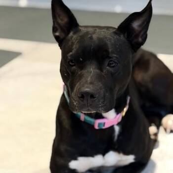 Rescue Black Labrador Retriever and Mixed Breed Dogs for Adoption in Ferndale, Michigan - Shiitake | PetCurious