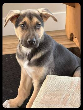German Shepherd Dog and Terrier Dogs Available for Adoption - Skipper | PetCurious