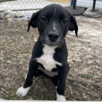 Border Collie Dogs Available for Adoption in Andover, Massachusetts - Suzy Songbird | PetCurious