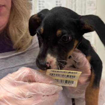 Grayson -  Mixed Breed Dog for Adoption in Charleston, West Virginia - Grayson | PetCurious