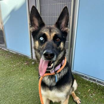 Orchid -  German Shepherd Dog Dog for Adoption in Apache Junction, Arizona - Orchid | PetCurious