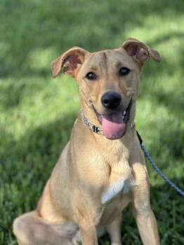 Rescue Labrador Retriever Dogs for Adoption in Montgomery, Texas - Fred | PetCurious