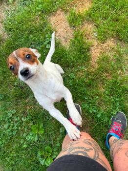 Barney -  Chihuahua Dog for Adoption in Salamanca, New York - Barney | PetCurious