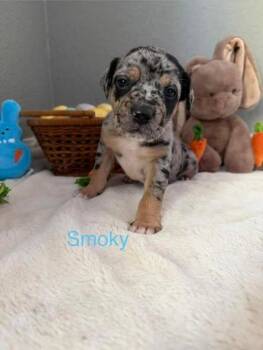 Pit Bull Terrier Dogs Available for Adoption - Smokey | PetCurious