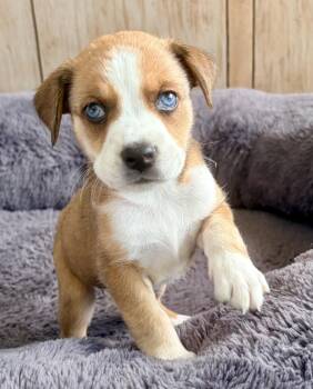 Rescue Labrador Retriever Dogs for Adoption in Warwick, Rhode Island - BLOSSOM- Local | PetCurious