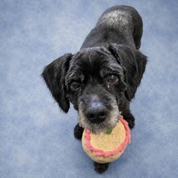 Ronald -  Cocker Spaniel Dog for Adoption in Long Beach, Washington - Ronald | PetCurious