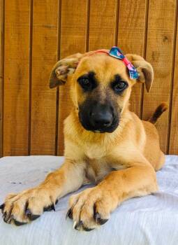 Rescue Labrador Retriever and Mixed Breed Dogs for Adoption in Leesburg, Alabama - Armani | PetCurious