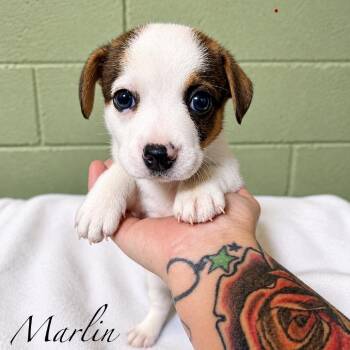 Marlin -  Mixed Breed Dog for Adoption in Rockville, Maryland - Marlin | PetCurious