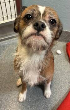 Rowen -  Shih Tzu and Chihuahua Dog for Adoption in Toledo, Ohio - Rowen | PetCurious