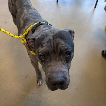 Pit Bull Terrier Dogs Available for Adoption in Baltimore, Maryland - Flapjack | PetCurious