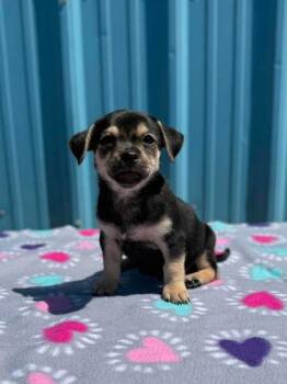 Matteo -  Terrier and Mixed Breed Dog for Adoption in Visalia, California - Matteo | PetCurious