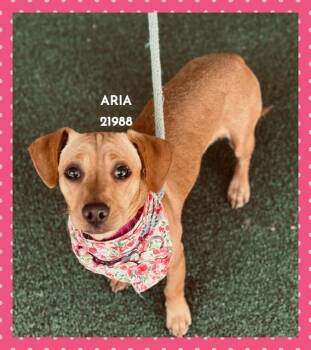ARIA -  Dachshund and Terrier Dog for Adoption in Marietta, Georgia - ARIA | PetCurious