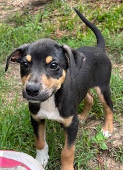 Labrador Retriever and Miniature Pinscher Dogs Available for Adoption in Watertown, Connecticut - Trumpet | PetCurious
