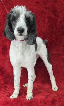 Sheepadoodle and Poodle Dogs Available for Adoption in New York, New York - Panda  | PetCurious