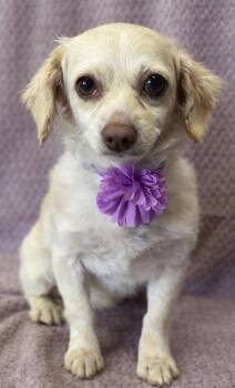 Spaniel and Chihuahua Dogs Available for Adoption in Lodi, California - Mindy | PetCurious
