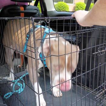 06/29/2026-StrayCalhounDrive-2 -  Mixed Breed Dog for Adoption in Columbus, Georgia - 06/29/2026-StrayCalhounDrive-2 | PetCurious