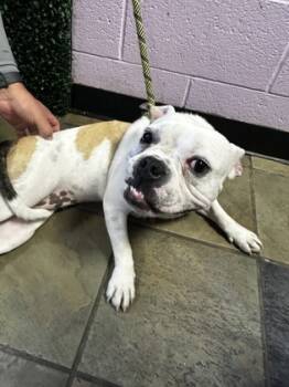 Rescue American Bulldog and Mixed Breed Dogs for Adoption in El Paso, Texas - Ms. Piggie | PetCurious