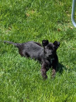 Mixed Breed Dogs Available for Adoption in Germantown, Ohio - Parfait | PetCurious
