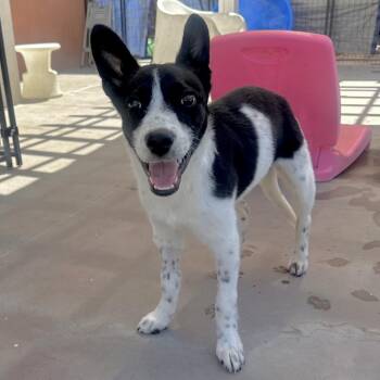 Hero -  Mixed Breed Dog for Adoption in Palm Springs, California - Hero | PetCurious