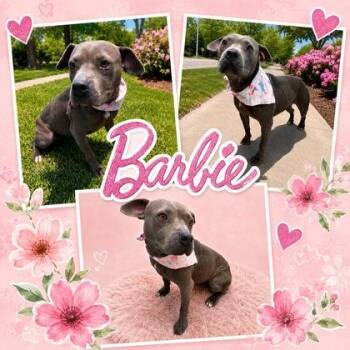 Barbie -  Pit Bull Terrier and Mixed Breed Dog for Adoption in Seagoville, Texas - Barbie | PetCurious