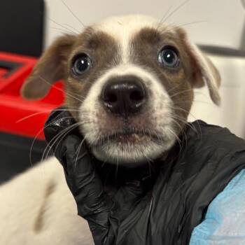 Jim -  Mixed Breed Dog for Adoption in Yuma, Arizona - Jim | PetCurious