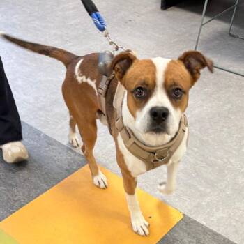 Bart -  Mixed Breed Dog for Adoption in Philadelphia, Pennsylvania - Bart | PetCurious
