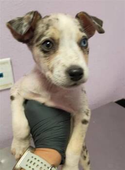 61426470 -  Mixed Breed Dog for Adoption in El Paso, Texas - 61426470 | PetCurious
