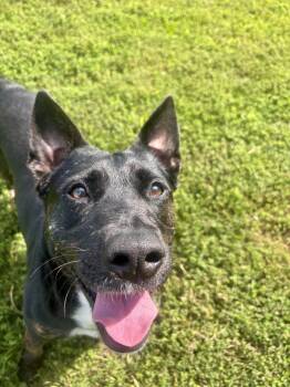 Baby Yoda -  Pit Bull Terrier Dog for Adoption in Stafford, Virginia - Baby Yoda | PetCurious