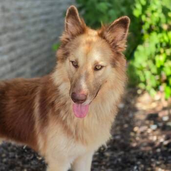 Henry JuM -  Husky and German Shepherd Dog Dog for Adoption in Austin, Texas - Henry JuM | PetCurious
