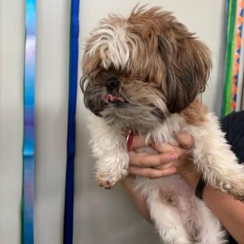 Bentley -  Shih Tzu Dog for Adoption in Harrisonburg, Virginia - Bentley | PetCurious