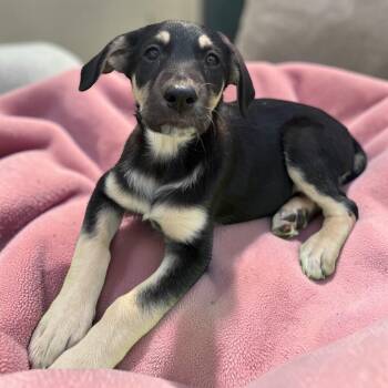 Irish Wolfhound and German Shepherd Dog Dogs Available for Adoption - Ember | PetCurious