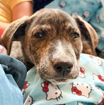 Jupiter -  Pit Bull Terrier Dog for Adoption in Albany, New York - Jupiter | PetCurious