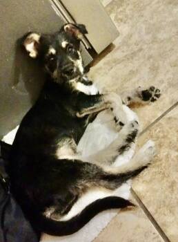 Mckenzie -  Terrier Dog for Adoption in Escondido, California - Mckenzie | PetCurious