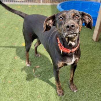Minnie Pearl -  Mountain Cur Dog for Adoption in Fullerton, Pennsylvania - Minnie Pearl | PetCurious